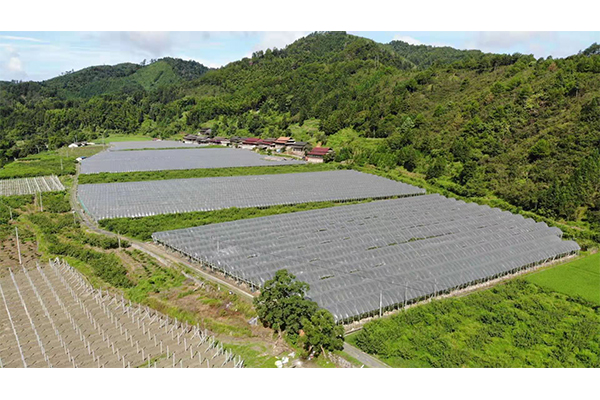 水果基地