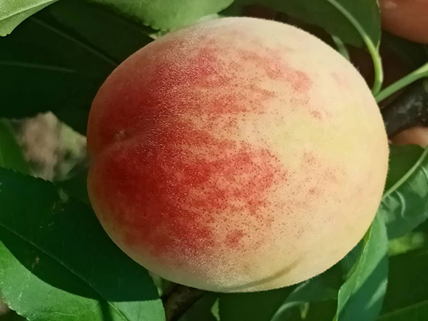 通道嚞翔農(nóng)產(chǎn)品開發(fā)有限公司,通道水蜜桃銷售,紅心火龍果銷售,陽光玫瑰銷售,火龍果苗哪里好